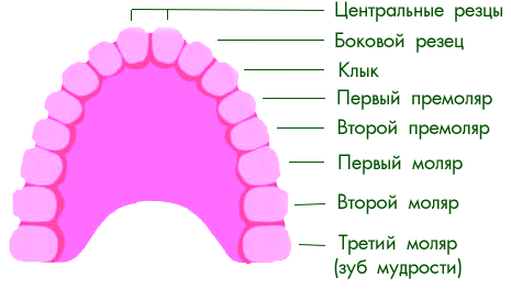 названия зубов в стоматологии