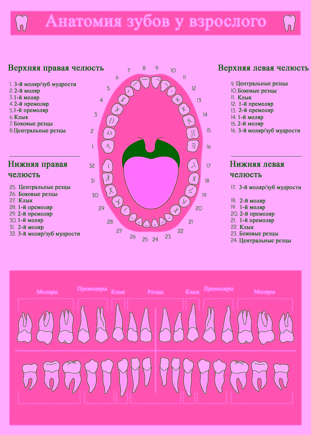 универсальная система нумерации зубов