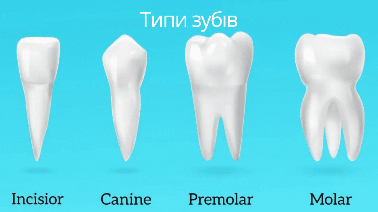 типи зубів і їх структура