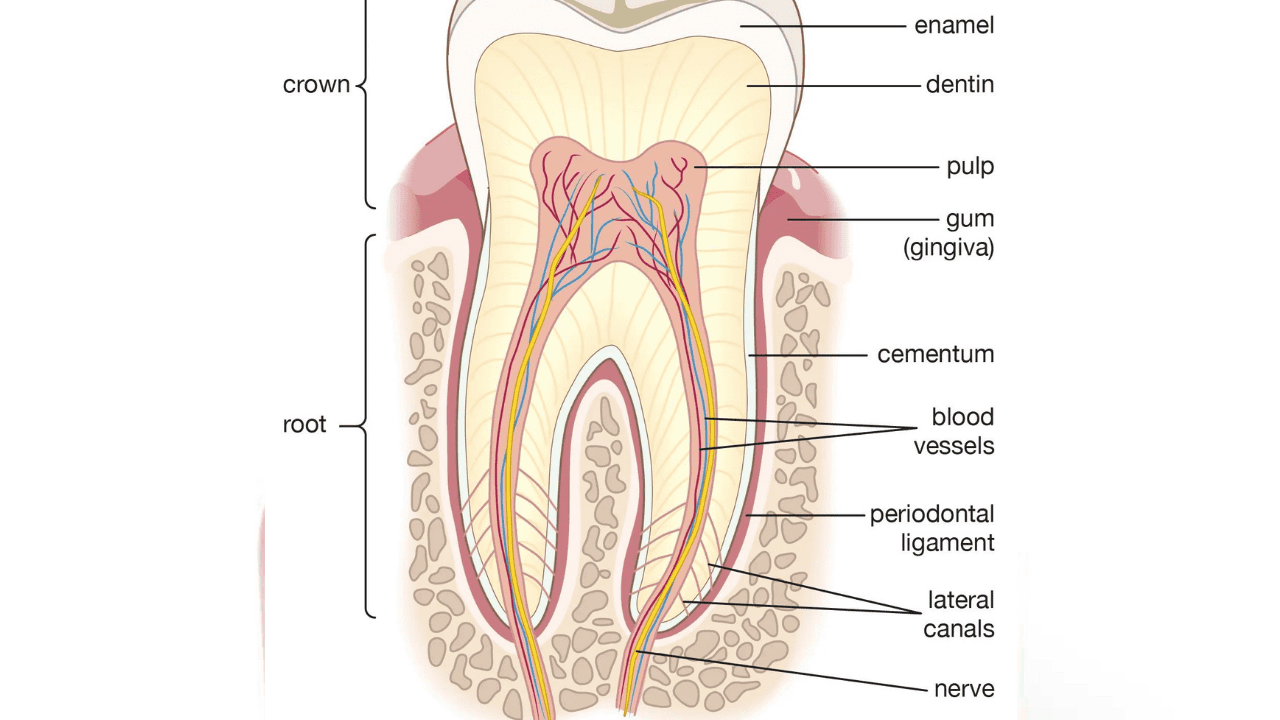 З яких частин складається зуб людини