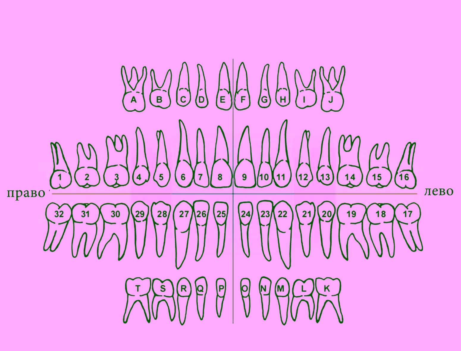 Нумерация зубов в стоматологии: полное описание постоянных и молочных зубов