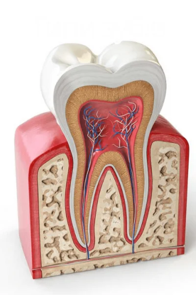 Как устроен человеческий зуб?